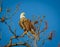 American bald eagle looking for mate, facing right