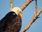 American bald eagle: Majestic American symbol bald eagle bird of prey raptor perched on a bare tree branch on a sunny summer day