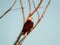 American bald eagle: Majestic American symbol bald eagle bird of prey raptor perched on a bare tree branch on a sunny summer day