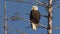 American bald eagle perched on dead spruce tree branch