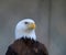 American Bald Eagle portrait