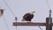 An American Bald Eagle on power pole