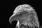 American bald eagle. Powerful high-contrast USA national bird mo