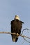American Bald Eagle is regal raptor in Missouri