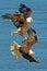 American Bald Eagle\'s