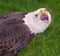 American Bald Eagle Scream