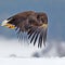 American bald eagle soaring against clear blue alaskan sky