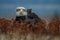 American bald eagle soaring against clear blue alaskan sky