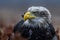 American bald eagle soaring against clear blue alaskan sky