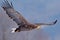 American bald eagle soaring against clear blue alaskan sky