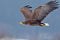 American bald eagle soaring against clear blue alaskan sky