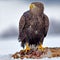 American bald eagle soaring against clear blue alaskan sky