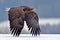 American bald eagle soaring against clear blue alaskan sky