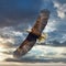 American Bald Eagle Soaring High Sunset Sky Background