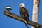 American bald eagle on telephone pole in Klamath Basin
