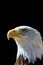 American bald eagle. USA pride and patriotism in national bird.