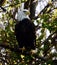 American Bald Eagle in Vermilion, Ohio