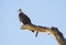 American Bald Eagle Youth Stands on a Jag Watching Big Bird