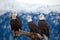 American Bald Eagles