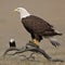 American Bald eagles