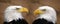 American bald eagles