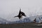 American bald eagles fighting for food