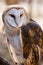 American Barn Owl