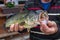 American Bass with open mouth in the hands of the fisherman