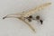 American Basswood (Tilia americana) Seeds