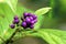 American Beautyberry  606244