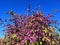 American beautyberry (Callicarpa americana) shrub with vibrant purple berries in profusion under deep blue sky