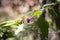 American Beautyberry Plant