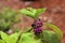 American beautyberry plant with fruit