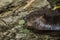 American Beaver feeding on an aquatic plant