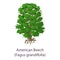 American beech icon, flat style