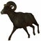 American Bighorn Sheep