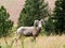 American bighorn sheep on a meadow