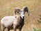 American bighorn sheep on a meadow