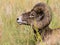 American bighorn sheep sitting in the grass