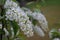 American bird cherry blooming