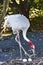 An American bird crane takes care of the two eggs placed in the nest