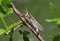 American Bird Grasshopper on thorn brier at Phinizy Swamp Nature Park, Georgia