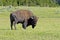 American bison