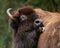 American Bison