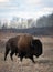 American Bison