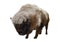 American Bison