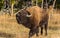 American Bison