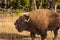 American Bison