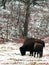 American bison