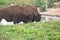 American Bison AKA Buffalo